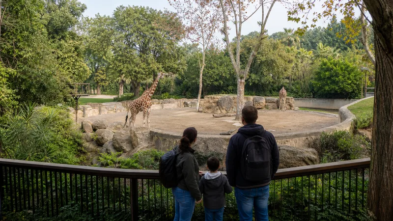 Familia observando animales desde una zona autorizada y sombreada de un zoológico urbano