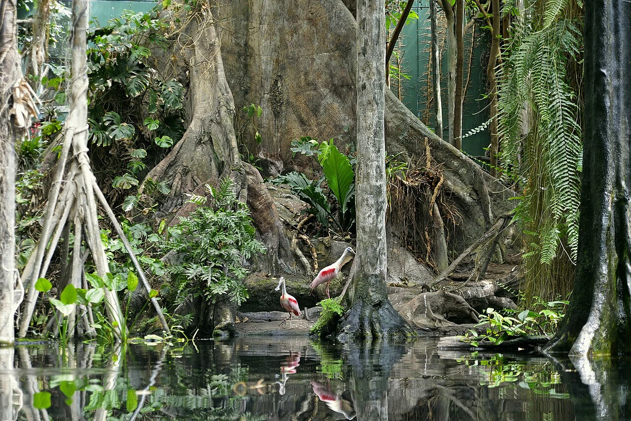 Vegetación, raíces y aves junto al agua del Bosque Inundado de CosmoCaixa
