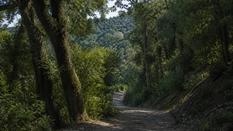 Pista forestal entre encinas y alcornoques del Montnegre i el Corredor