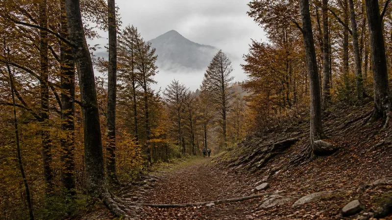 Sendero de otoño en el hayedo de Santa Fe con una cima cubierta por niebla