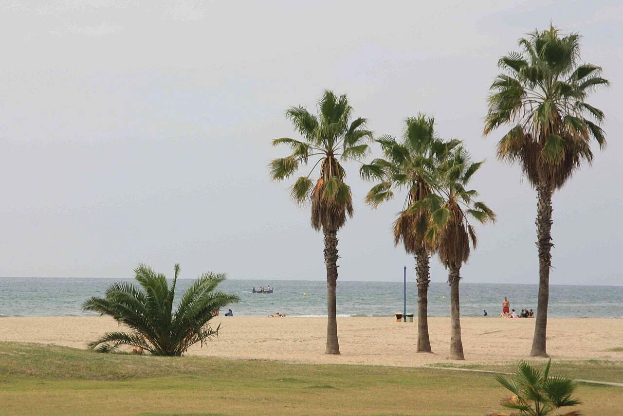 Palmeras, arena y mar en la playa de Ribes Roges